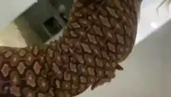 pillow-humping-joi